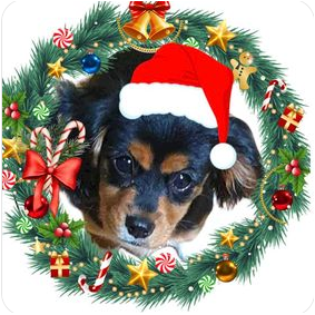 Personalized Dog Christmas Ornament For the Dog Lovers